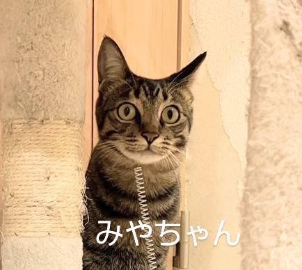 保護猫  キジトラ