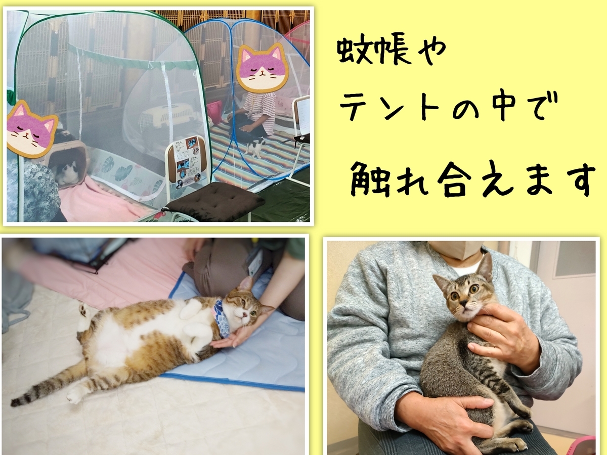 保護猫譲渡会