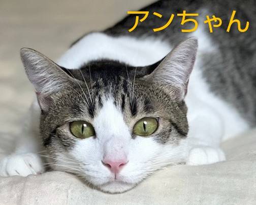 保護猫 キジ白