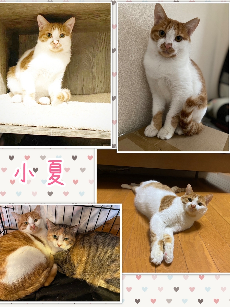 保護猫 里親募集