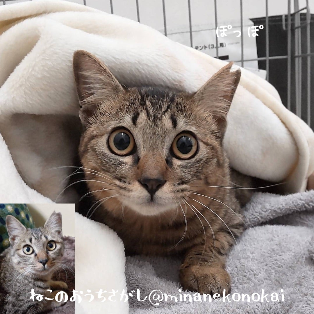 保護猫ちゃん　お幸せに ママの抱っこより先輩子猫に抱っこされたい子猫【赤ちゃん猫