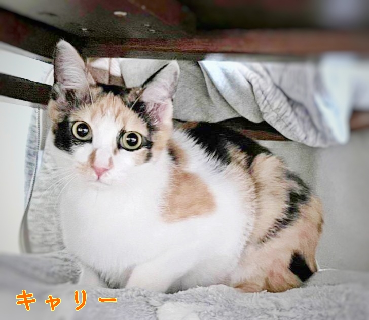 保護猫 三毛猫