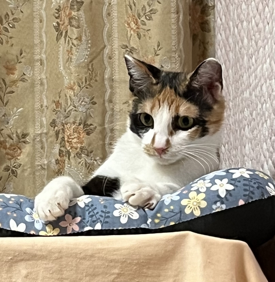 保護猫 三毛猫
