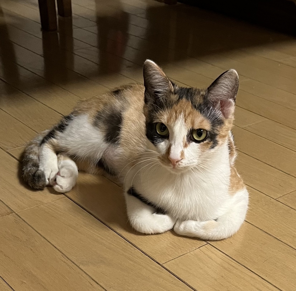 保護猫 三毛猫