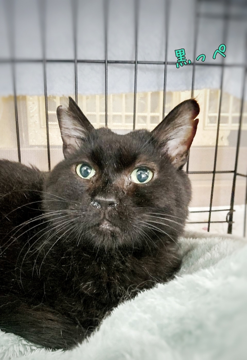 保護猫 黒猫