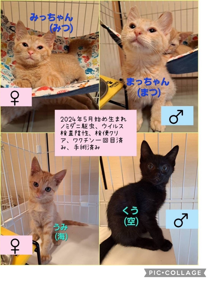 子猫里親募集
