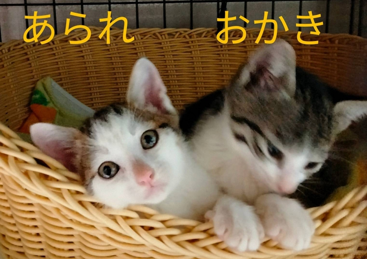 子猫里親募集