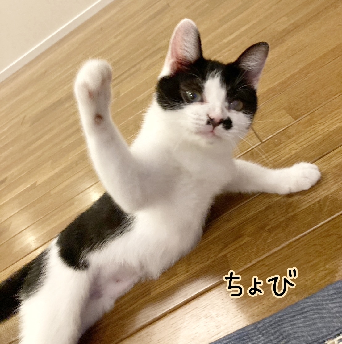 保護猫 子猫 ハチワレ