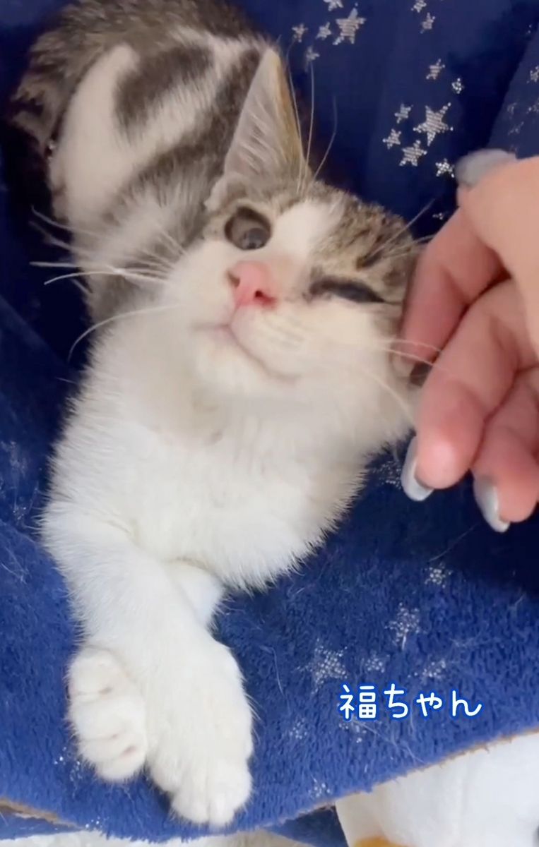 保護猫 子猫 キジ白