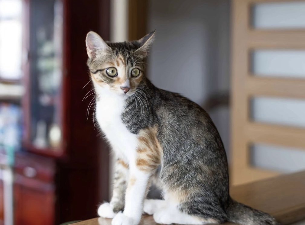 保護猫 三毛猫 子猫