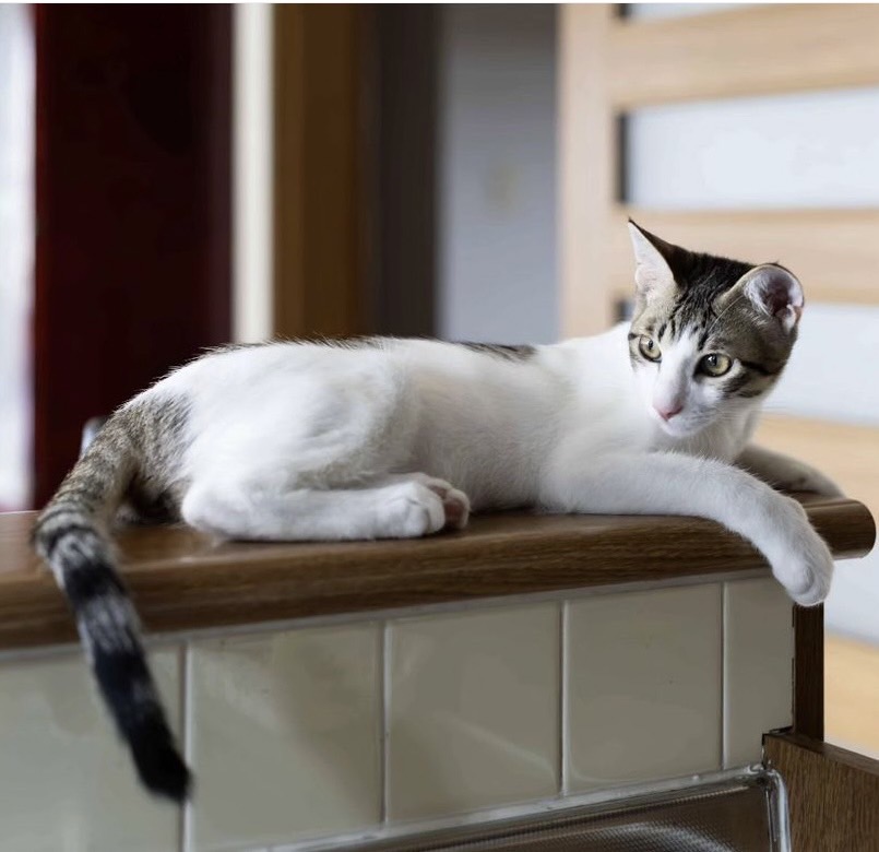 保護猫 子猫 白キジ