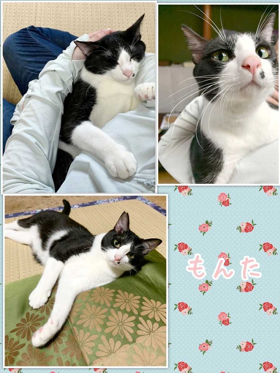 保護猫 ハチワレ