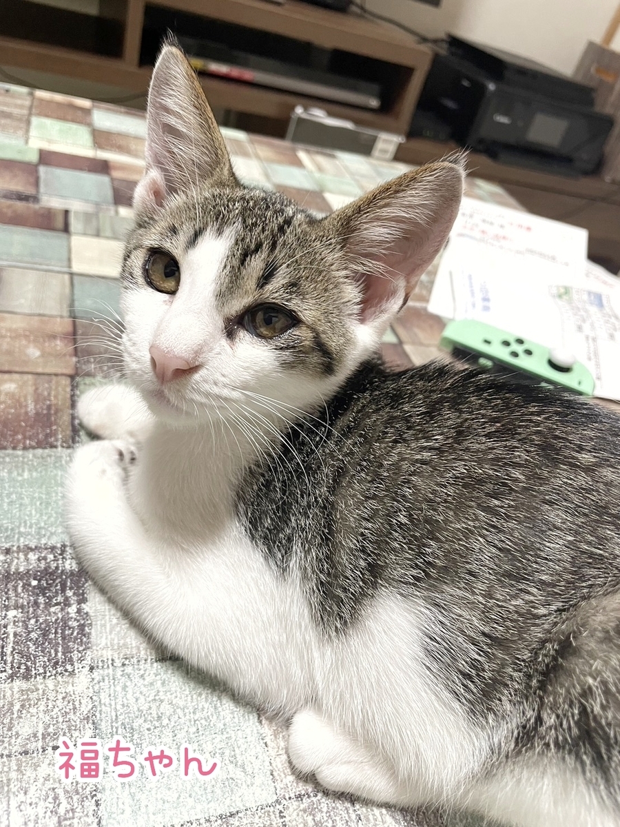 元祖ねここの伊と忠お誂え金草履(23、5センチ) 元祖ねここの伊と忠お誂え金草履(23、5センチ)