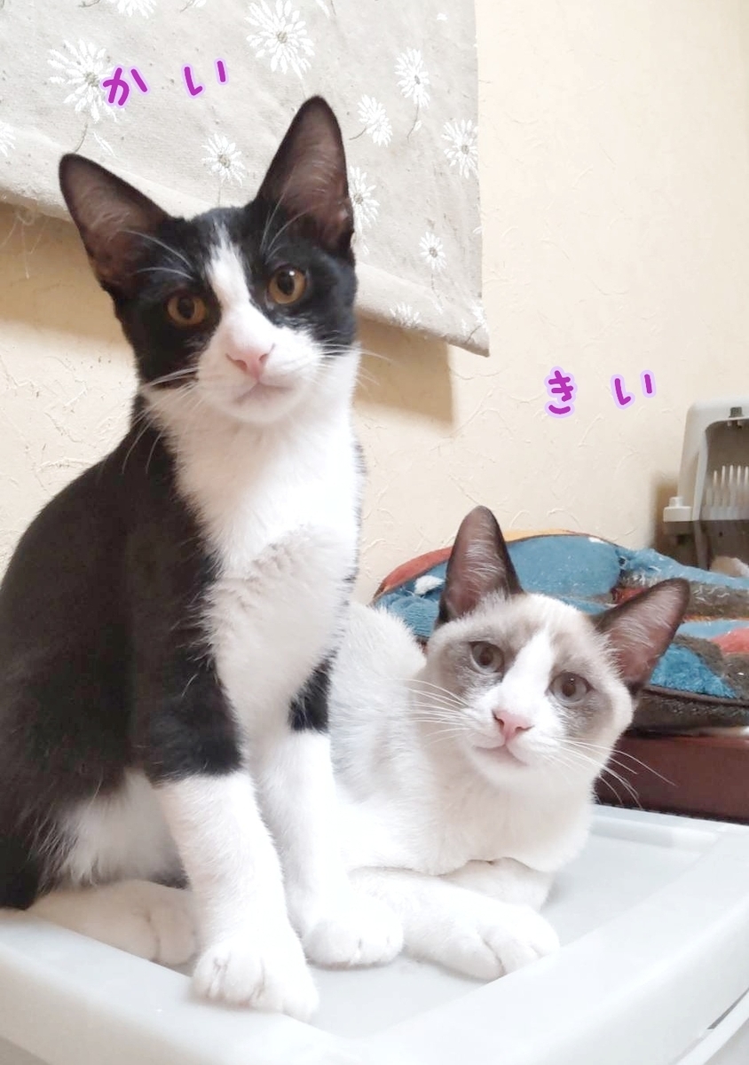 保護猫 子猫