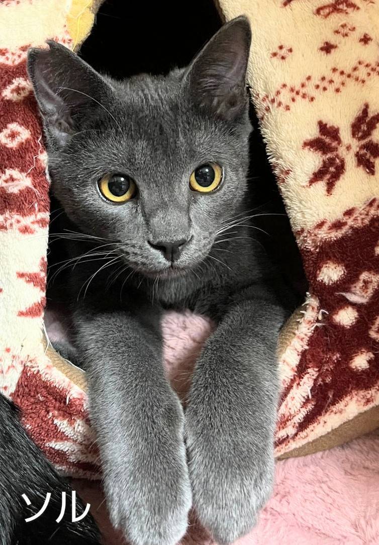 保護猫 グレー猫