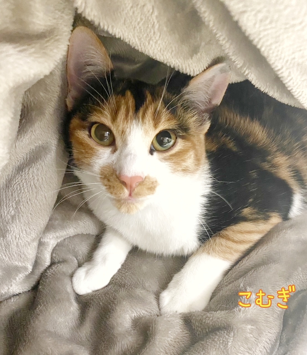 保護猫 子猫 三毛猫