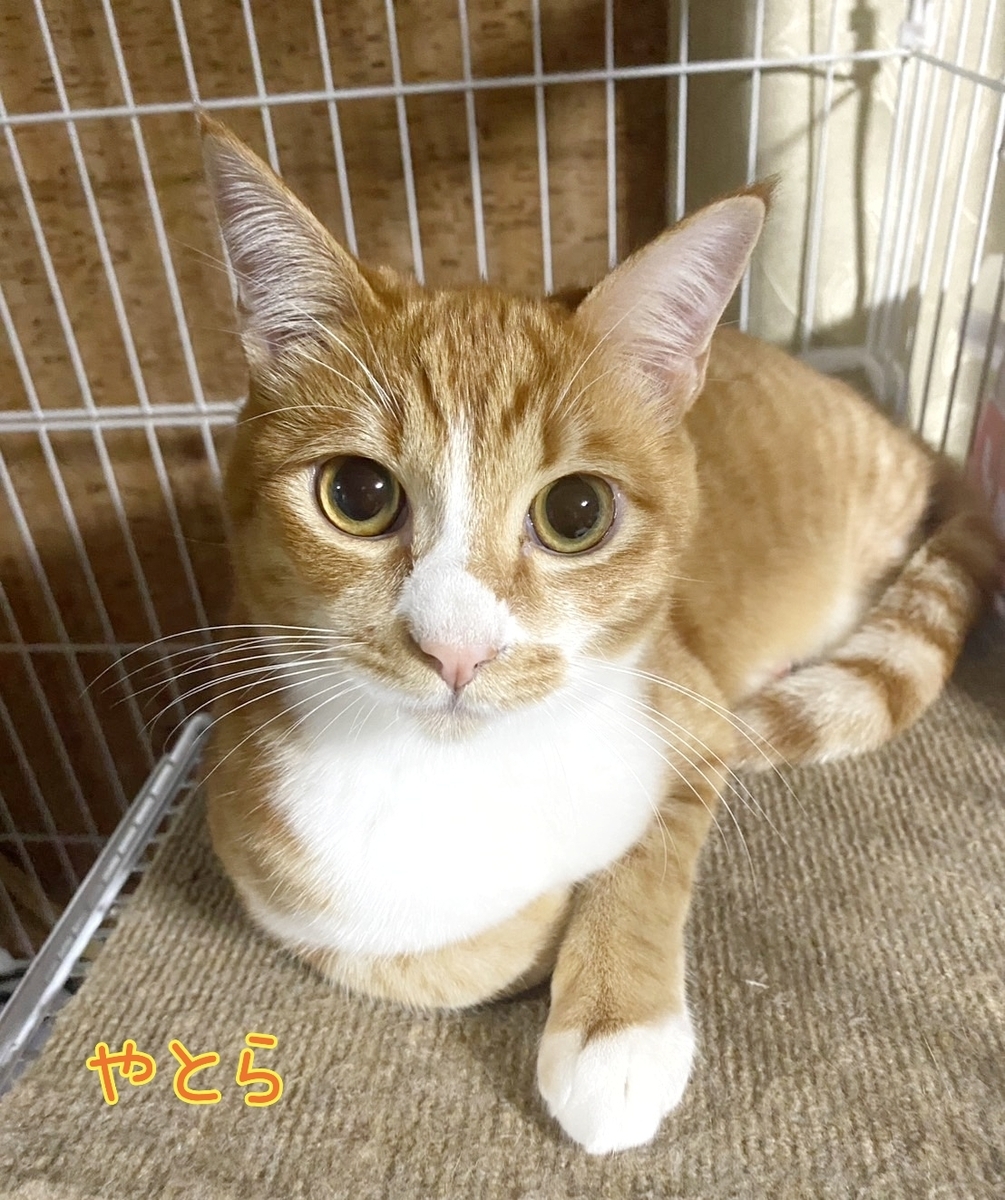 保護猫 子猫 茶白猫