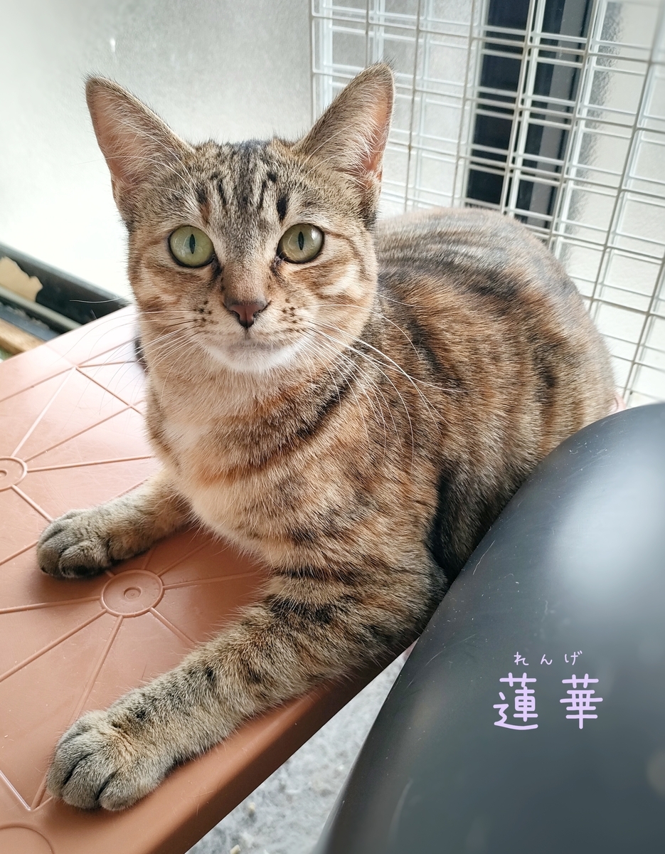 保護猫 麦わら猫