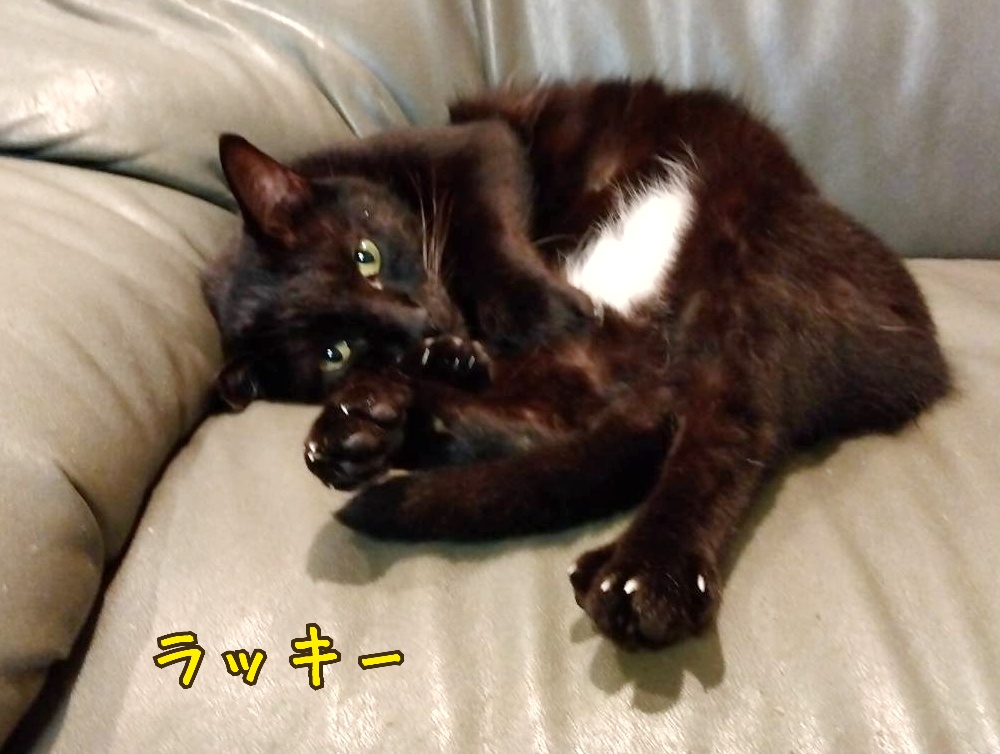 保護猫 黒猫