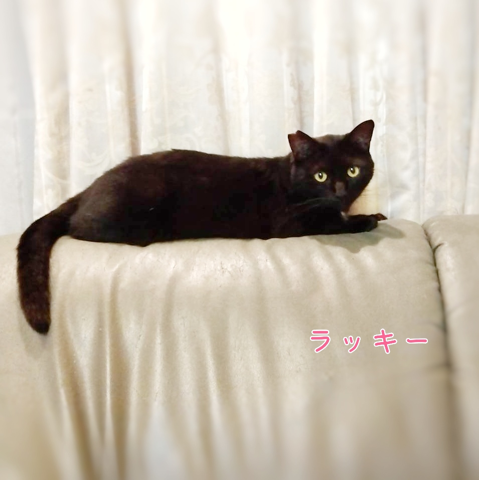 保護猫 黒猫