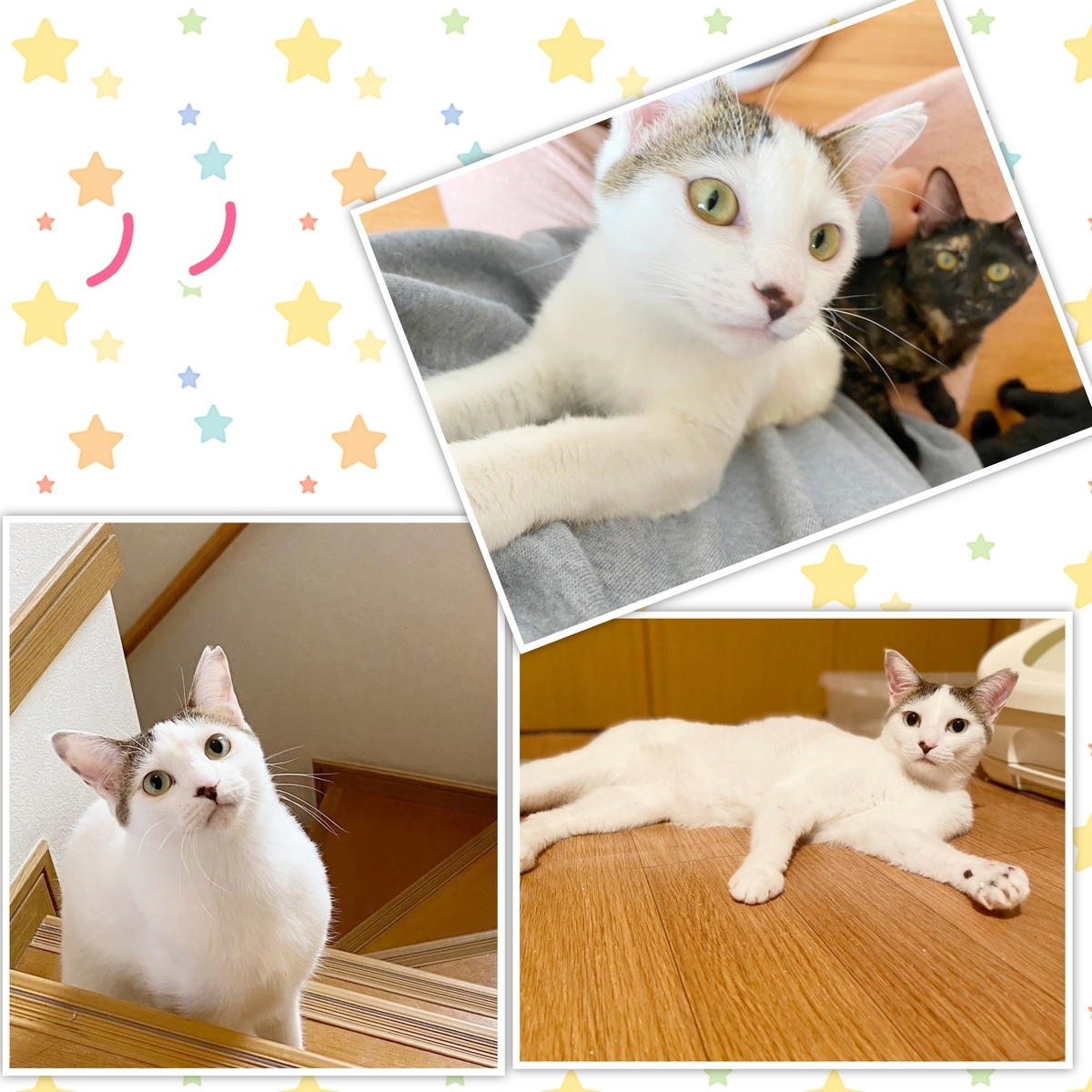 保護猫 白キジ