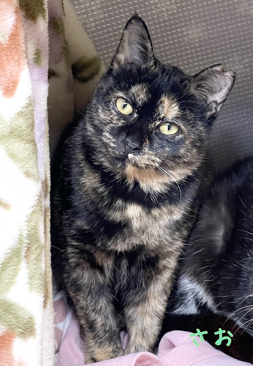 保護猫 サビ猫