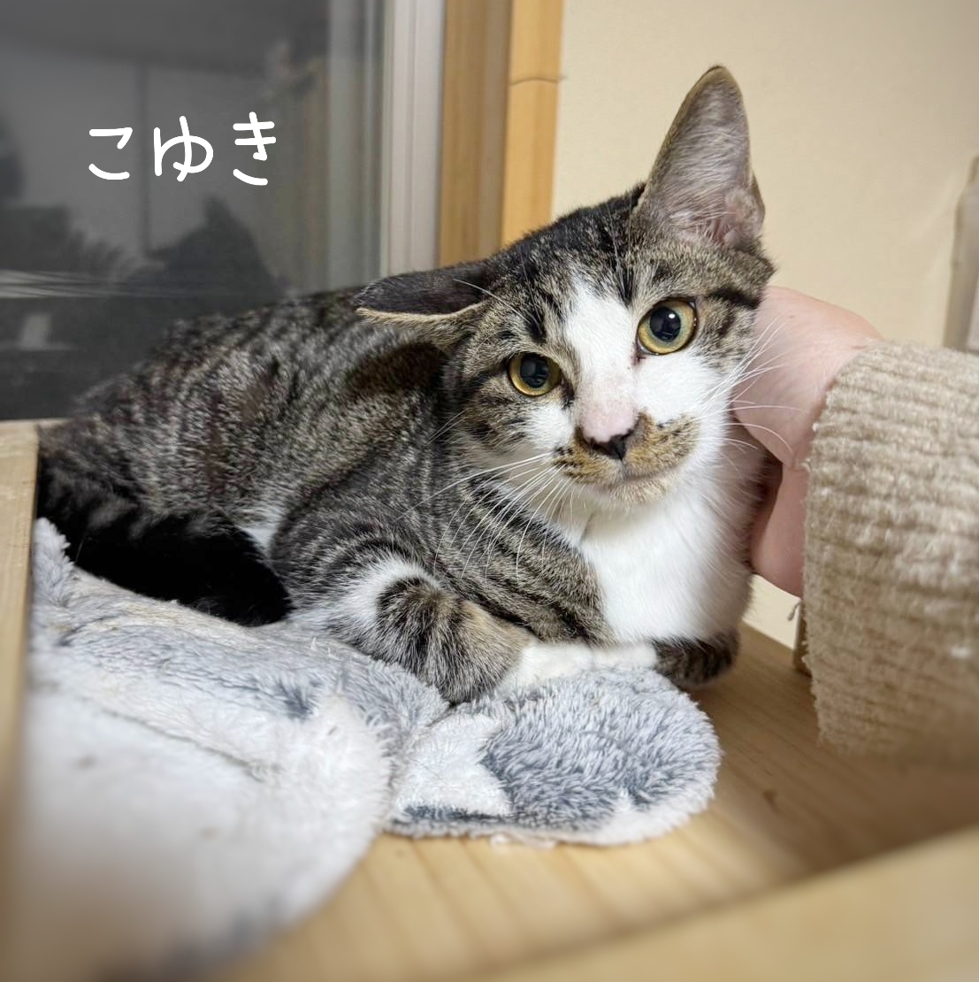 子猫里親募集