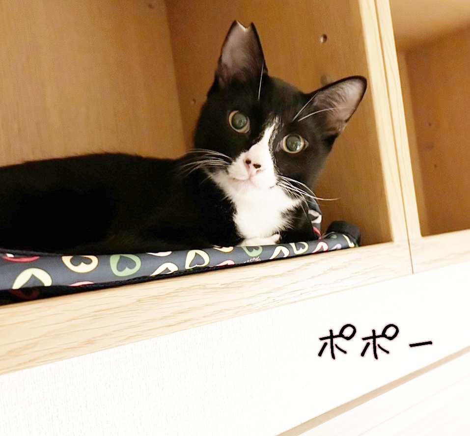 保護猫 ハチワレ