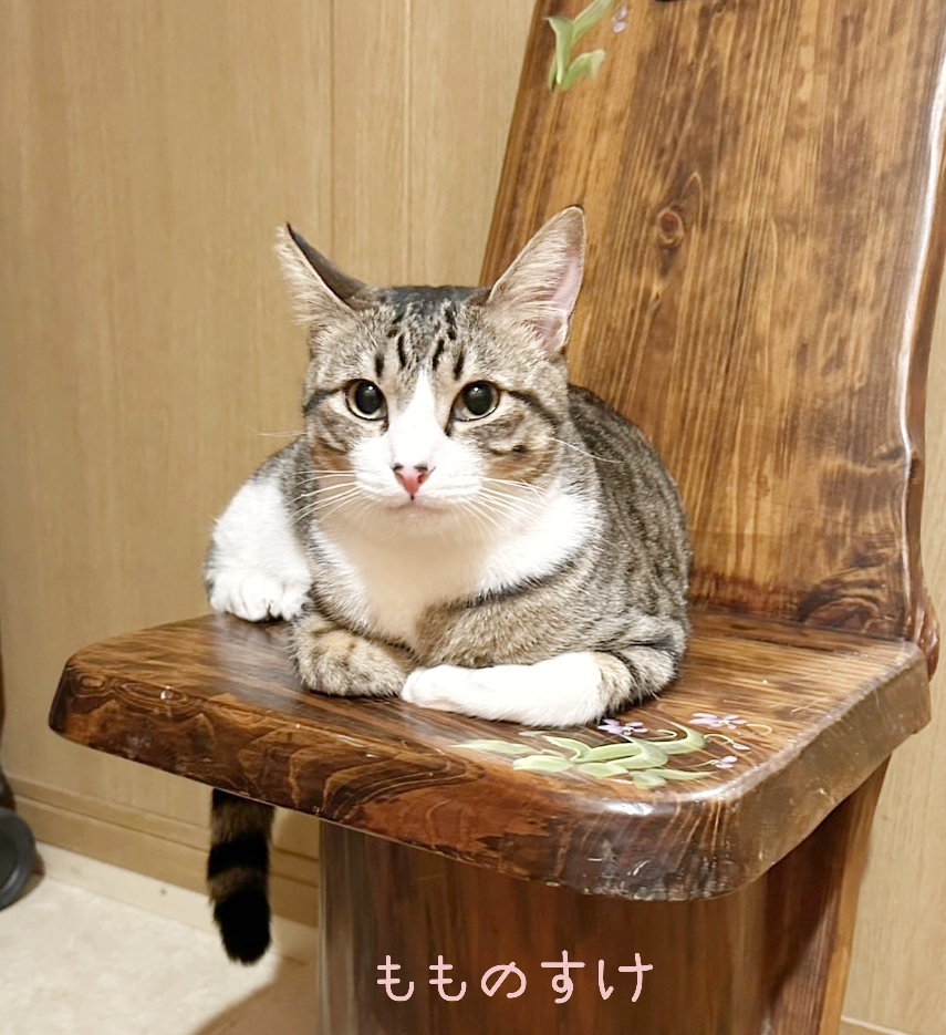 保護猫 キジ白