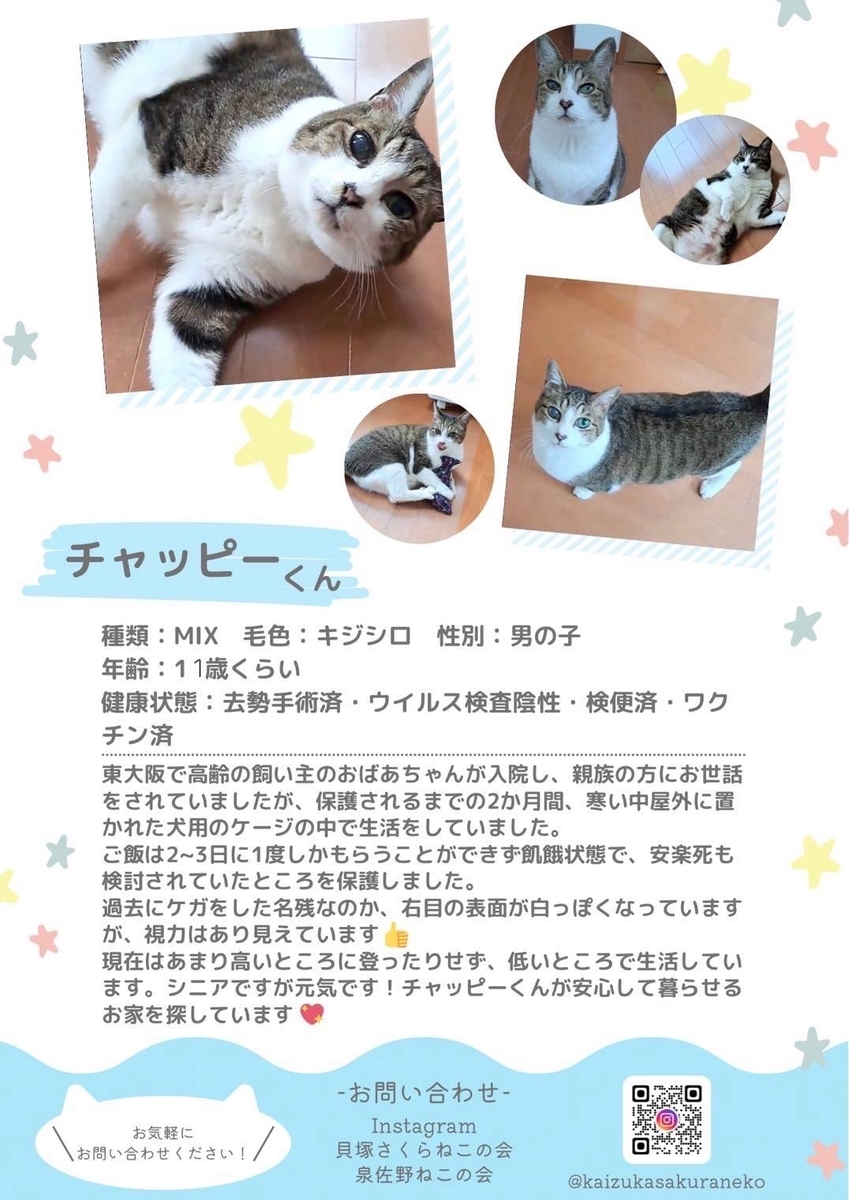 保護猫 キジ白