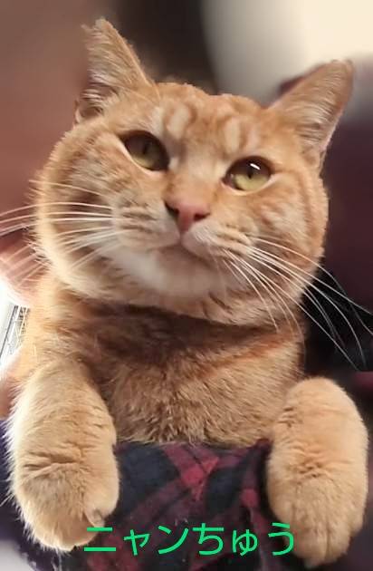 保護猫 茶トラ