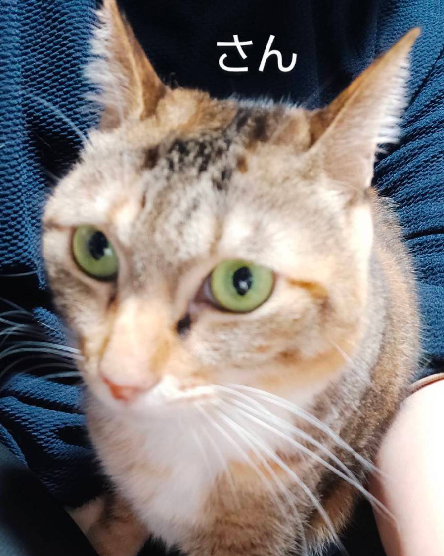 保護猫