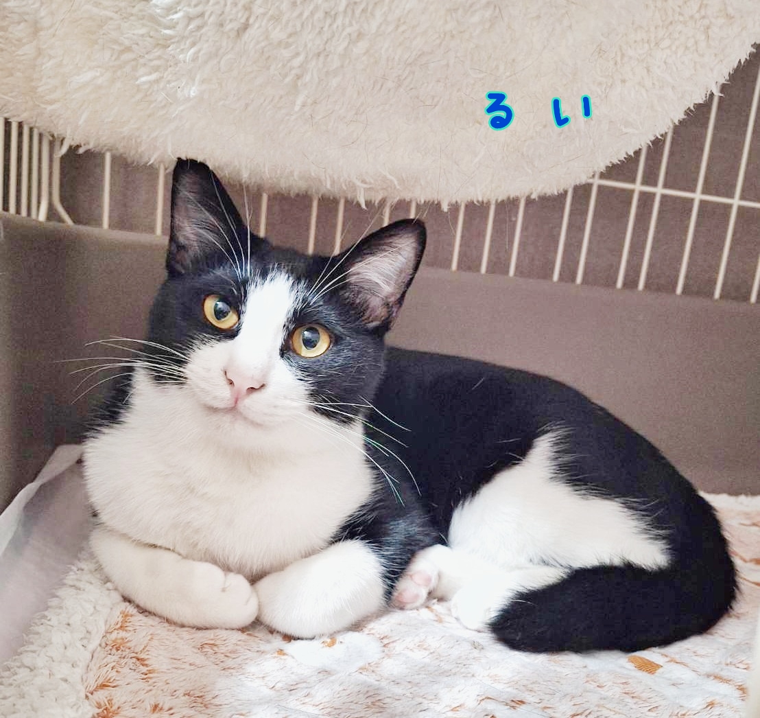 保護猫 ハチワレ