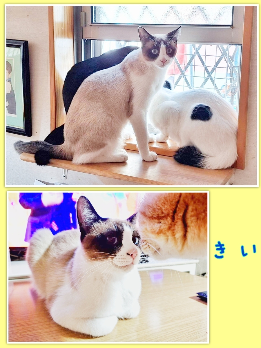 保護猫 シャム風
