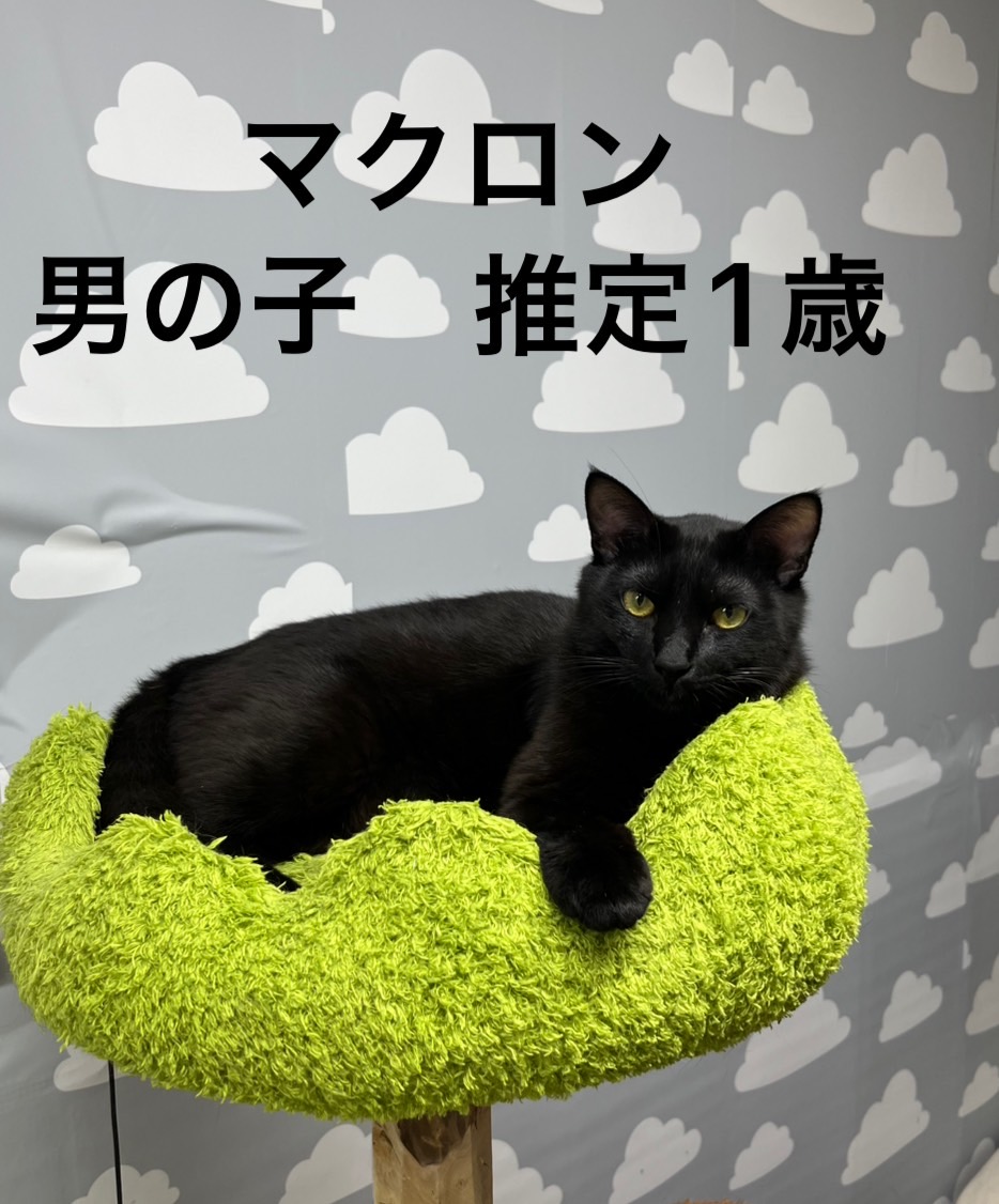 保護猫 黒猫
