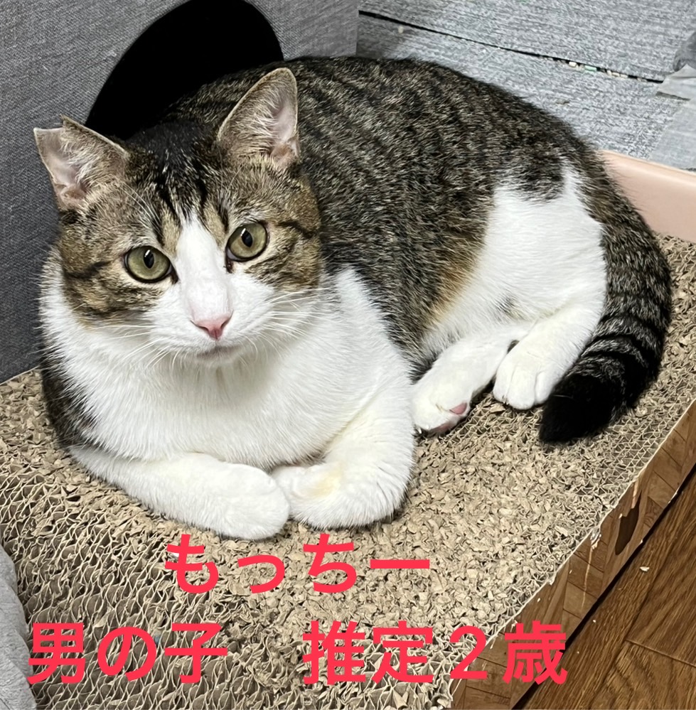 保護猫 キジ白