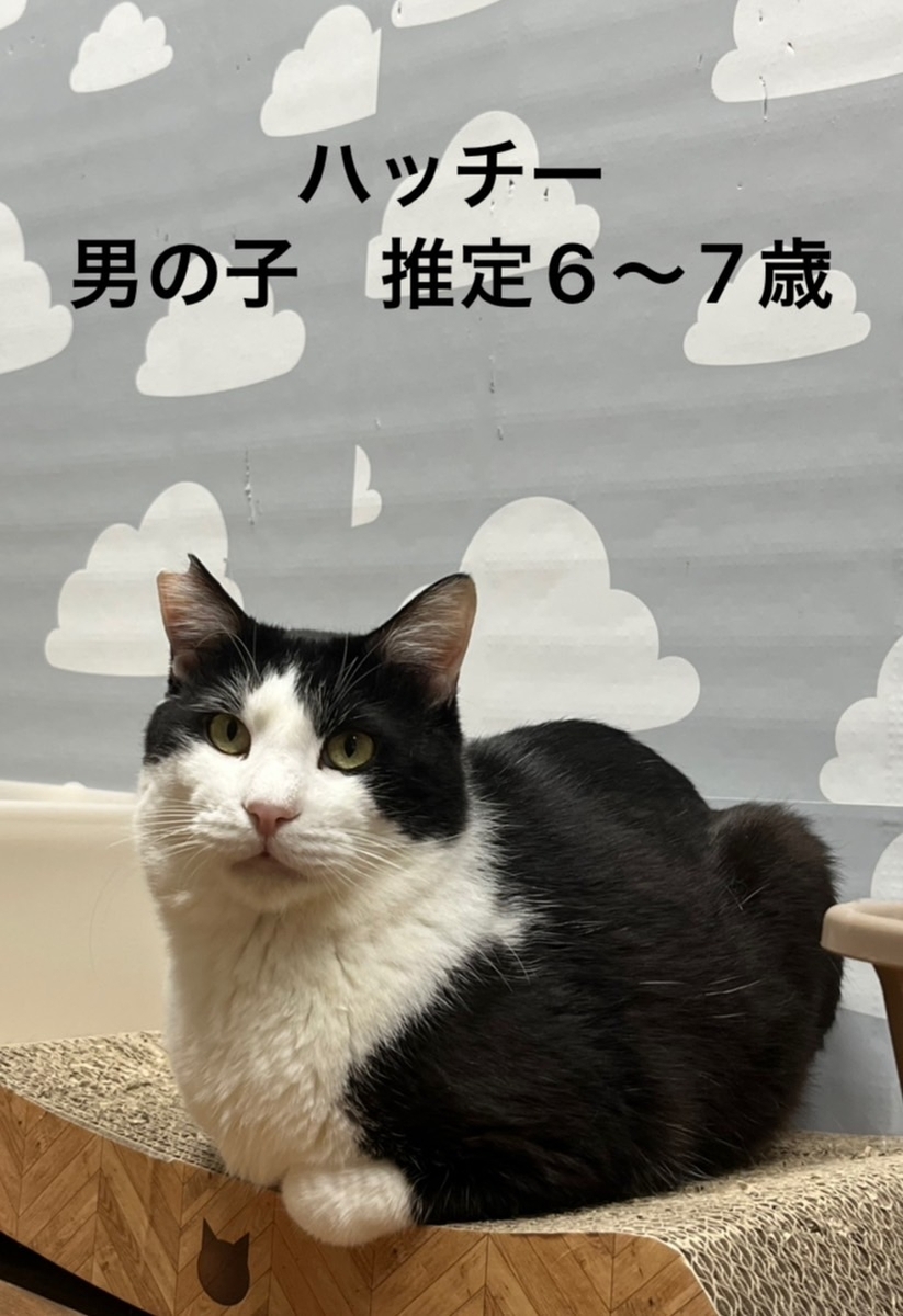 保護猫 ハチワレ
