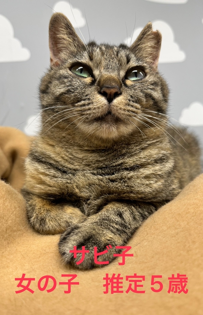 保護猫 麦わら猫