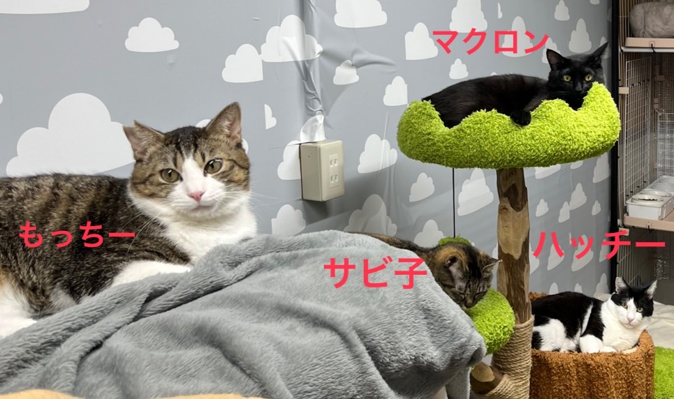 保護猫譲渡会