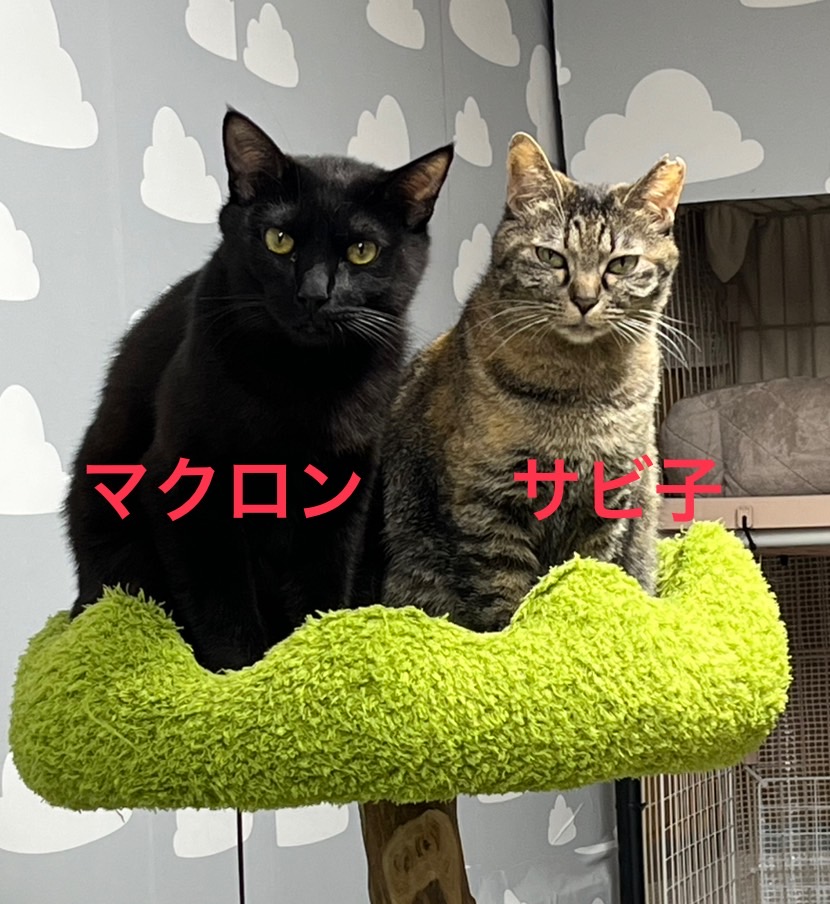 保護猫