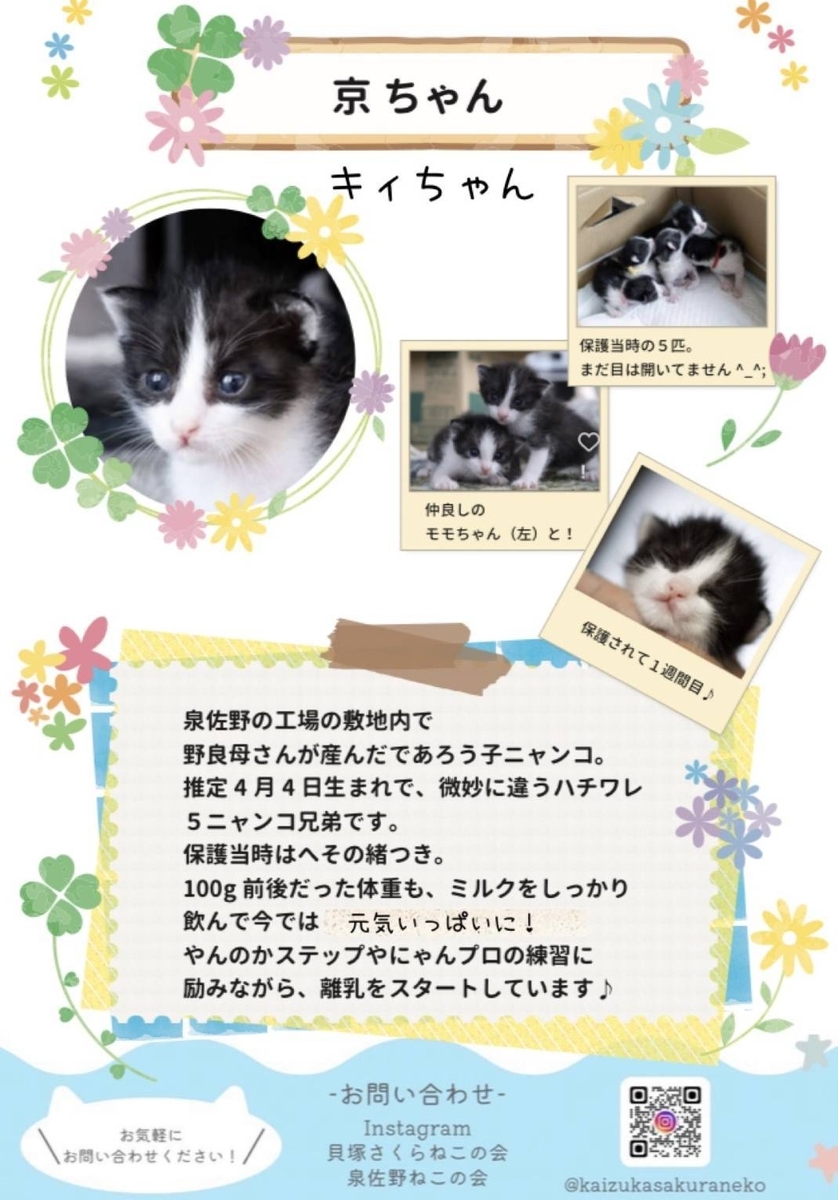 保護猫 ハチワレ 子猫