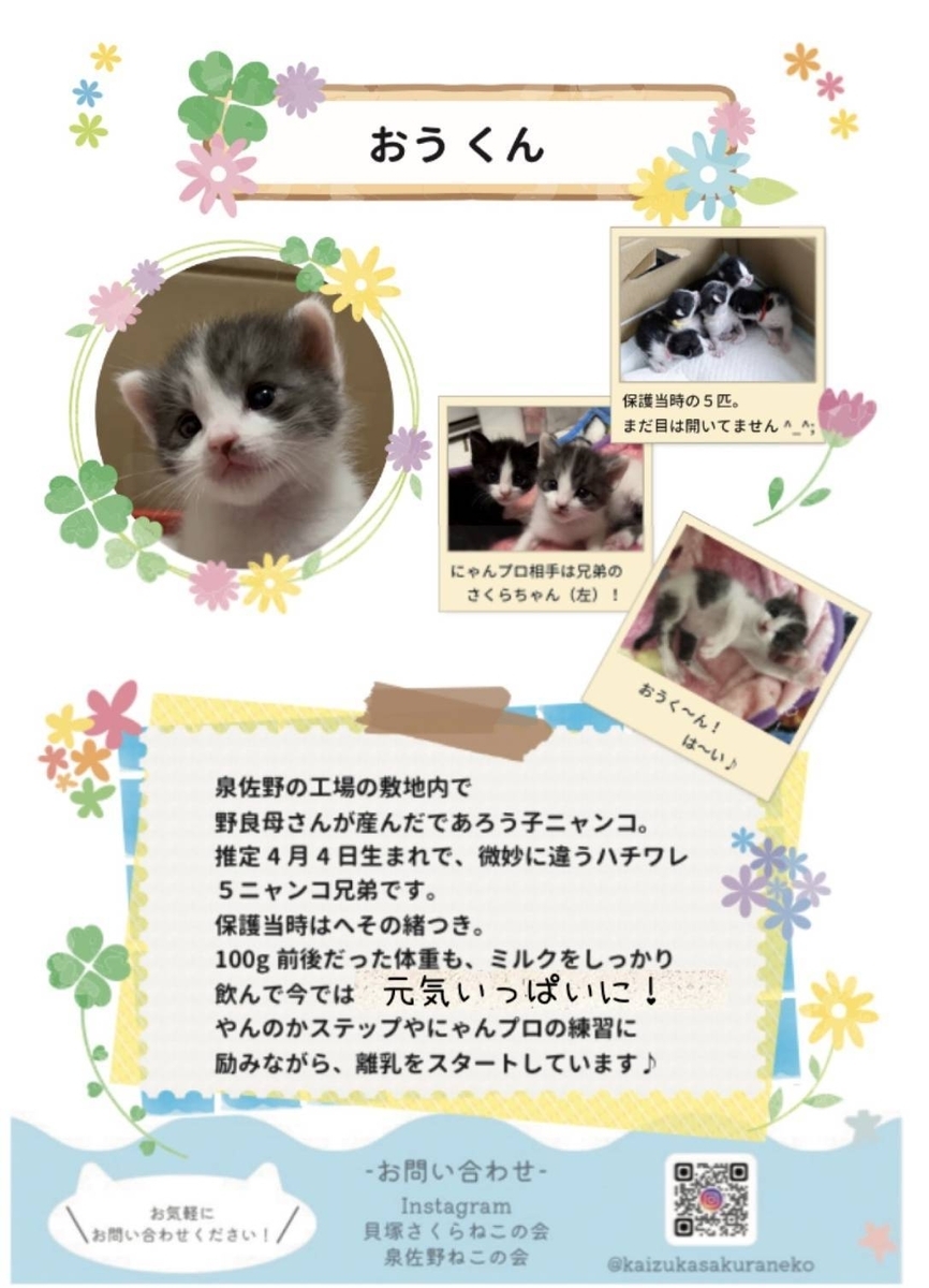 子猫里親募集