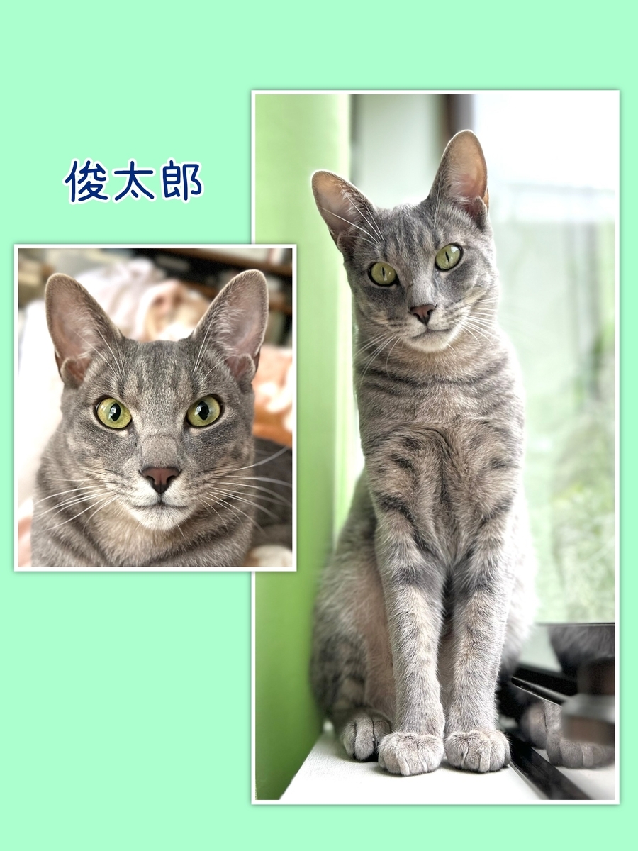 保護猫 サバトラ