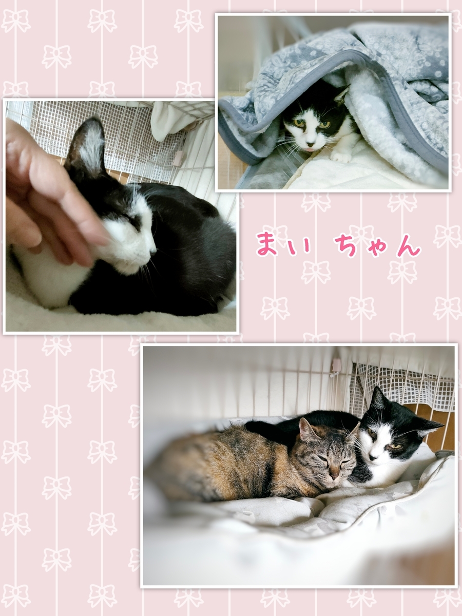 保護猫 シニア猫