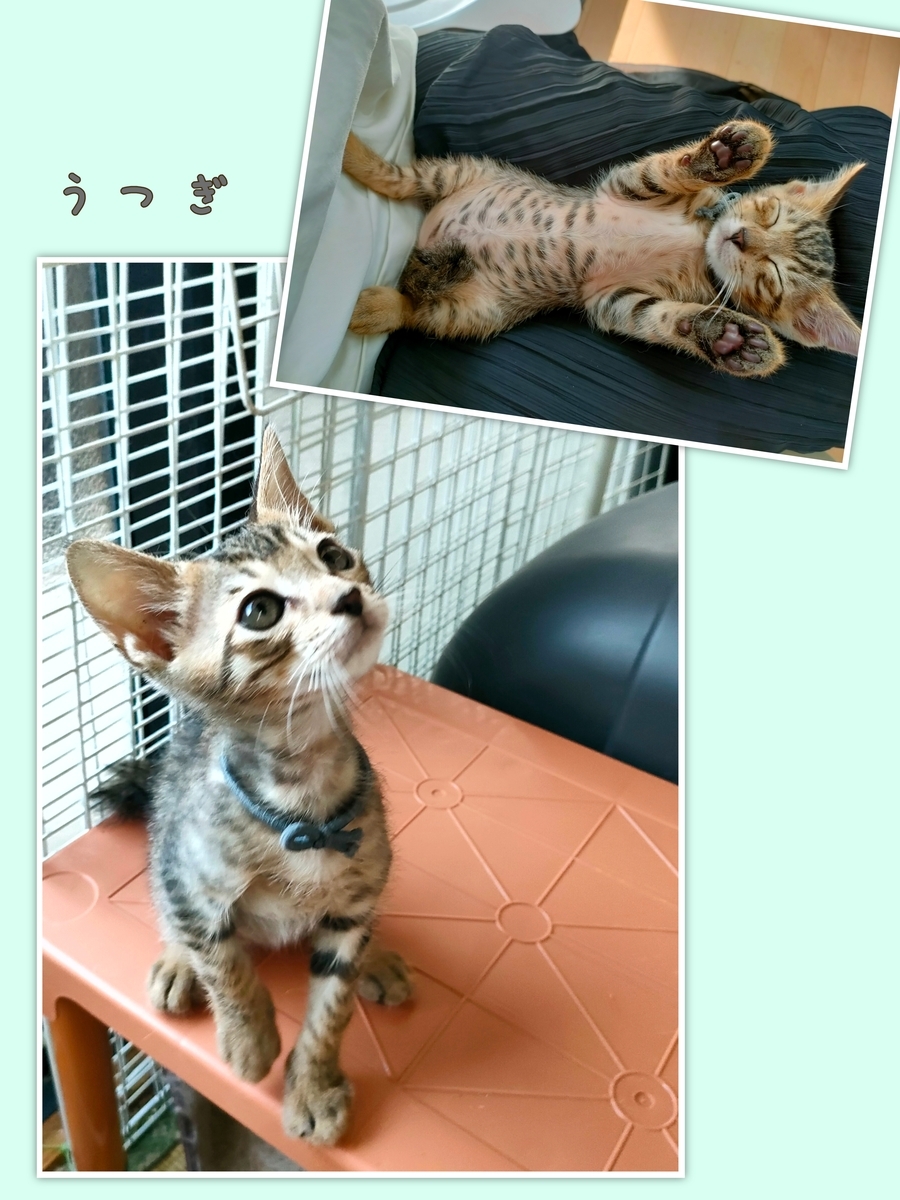 キジ＆サビ入りキジ子猫兄妹☆7/20譲渡会参加☆ - ねこのおうち