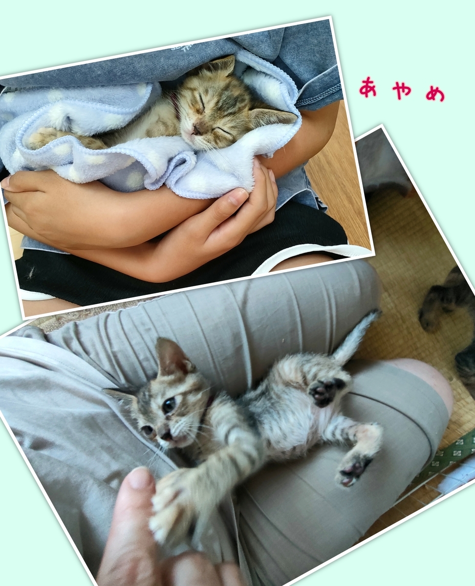 メル様】薬屋のひとりごと ぺたコレクション 猫猫 2種セット