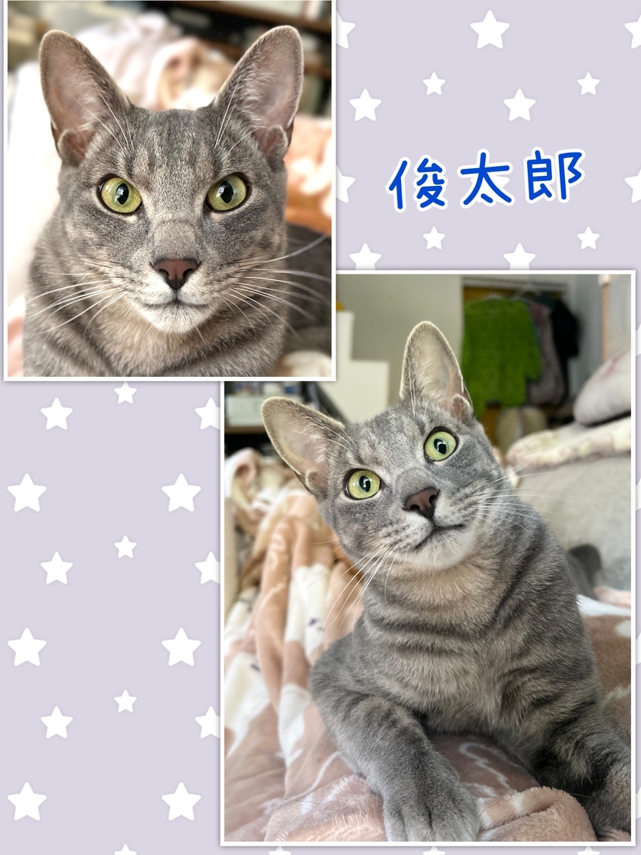 ☆38 【ご依頼品】ノイズ猫様 貧弱ヨチヨチ子猫、猫親方と稽古をつける The kitten-Sumo