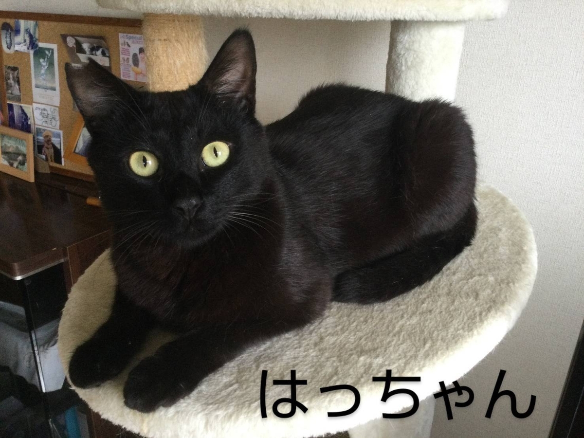 いちごねこ様♡専用ページ キジ猫子猫のいちごちゃん♀ (Sakasa) 城北公園通の猫の里親募集