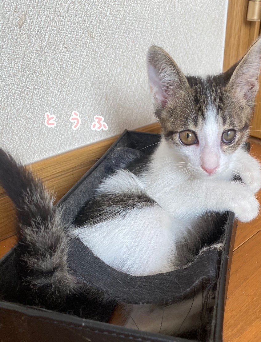 かこ♡リピーター様リクエスト　特大猫様 7月のお客様🐈｜ペットシッターCotty