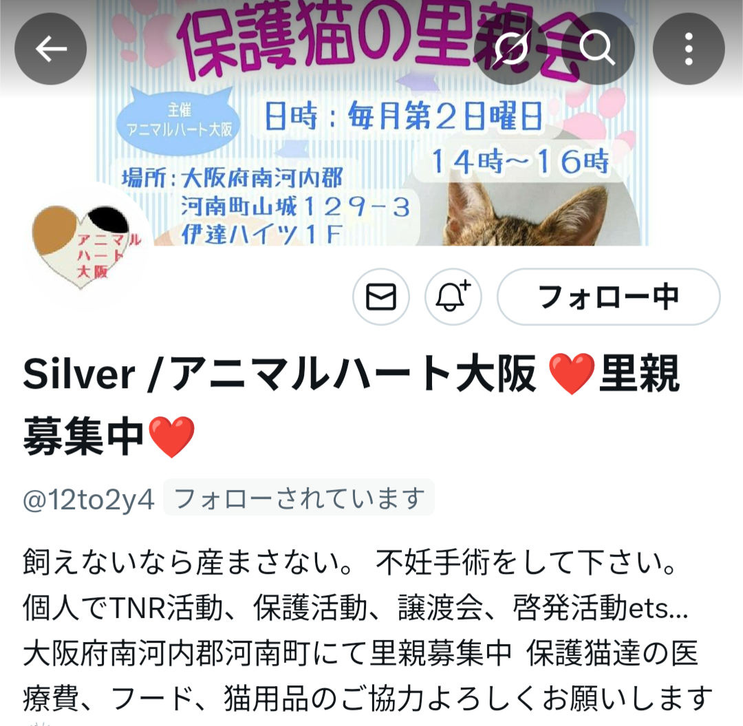9/7(日)ねこのおうちさがし@あびこ動物病院 参加猫紹介 - ねこの